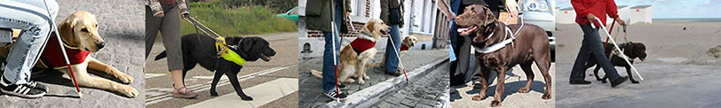 photos of guide dogs