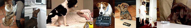 photos de chiens écouteurs