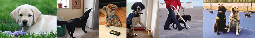 pictures of assistance dogs