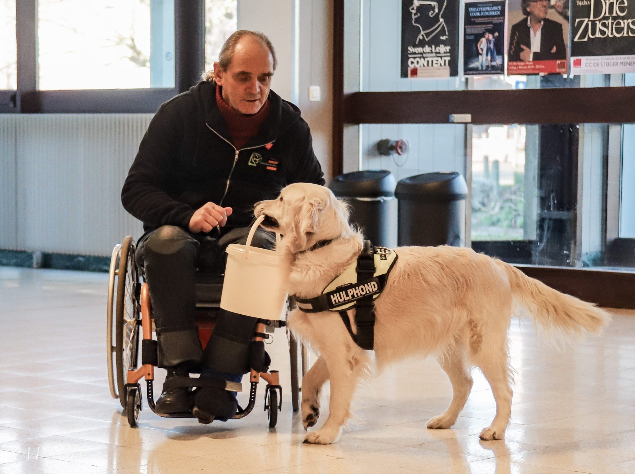 Qu’estce qu’un chien d’assistance ? Belgian Assistance Dog Federation